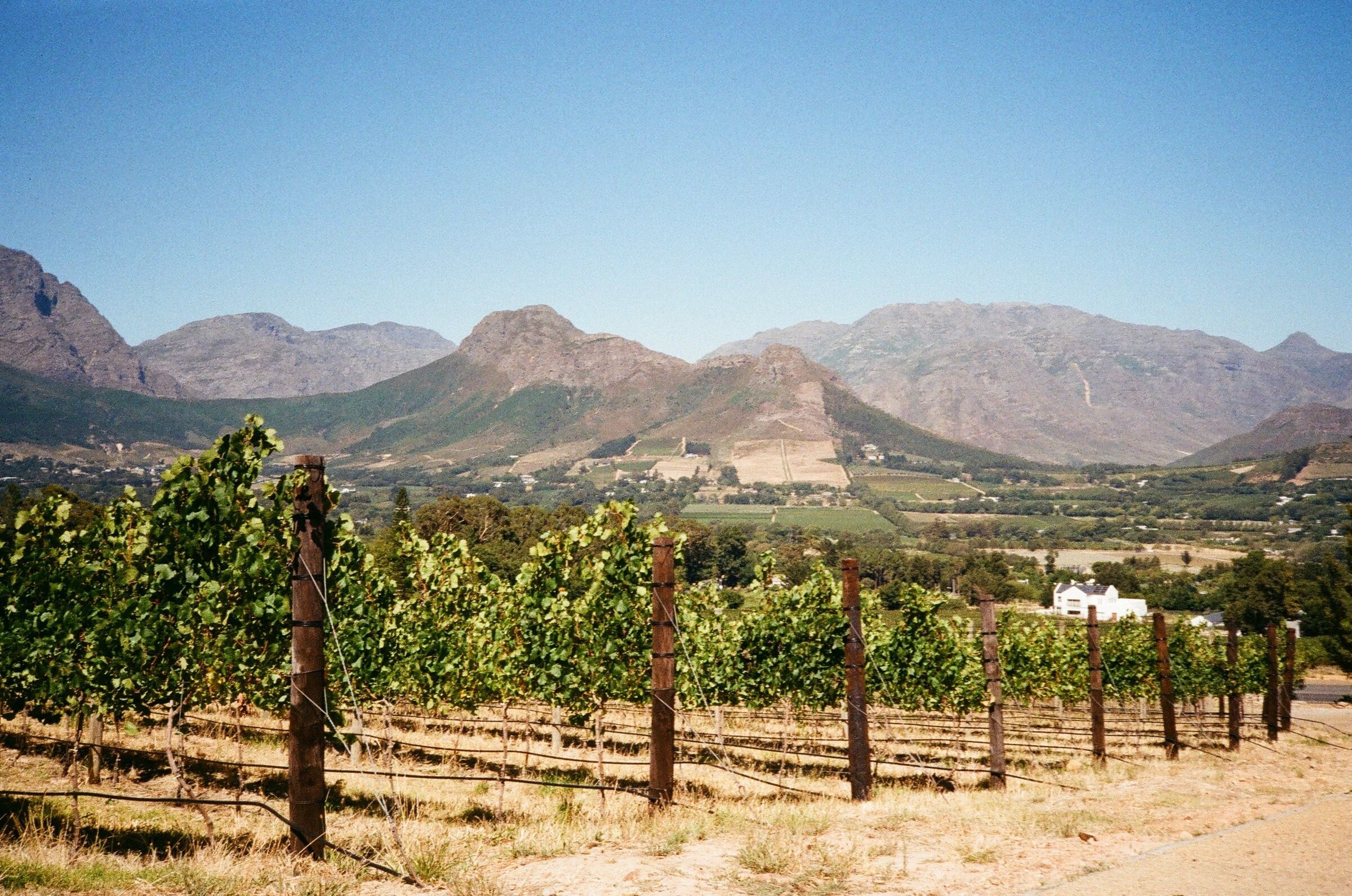 Vineyards and mountains in the Cape Winelands