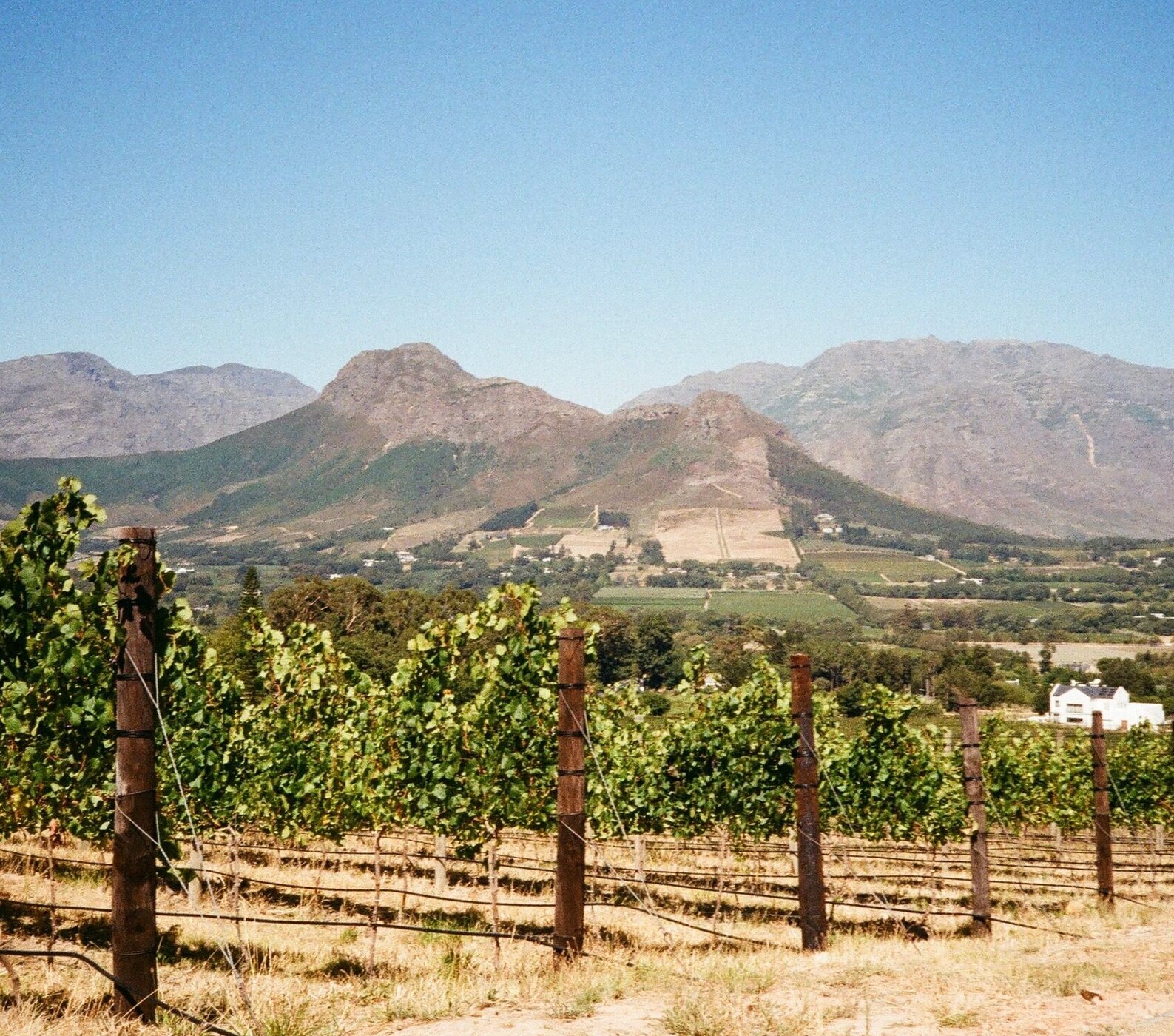 Wine tasting overlooking vineyards in the Cape Winelands